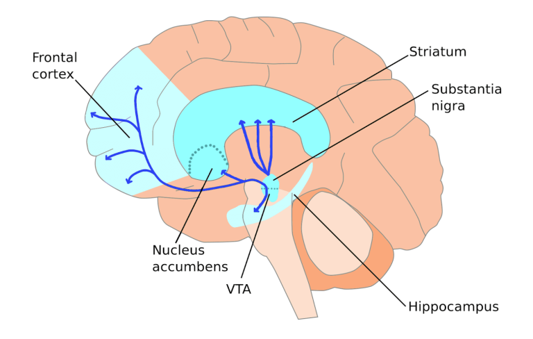 Three areas of the brain responsible for motivation.