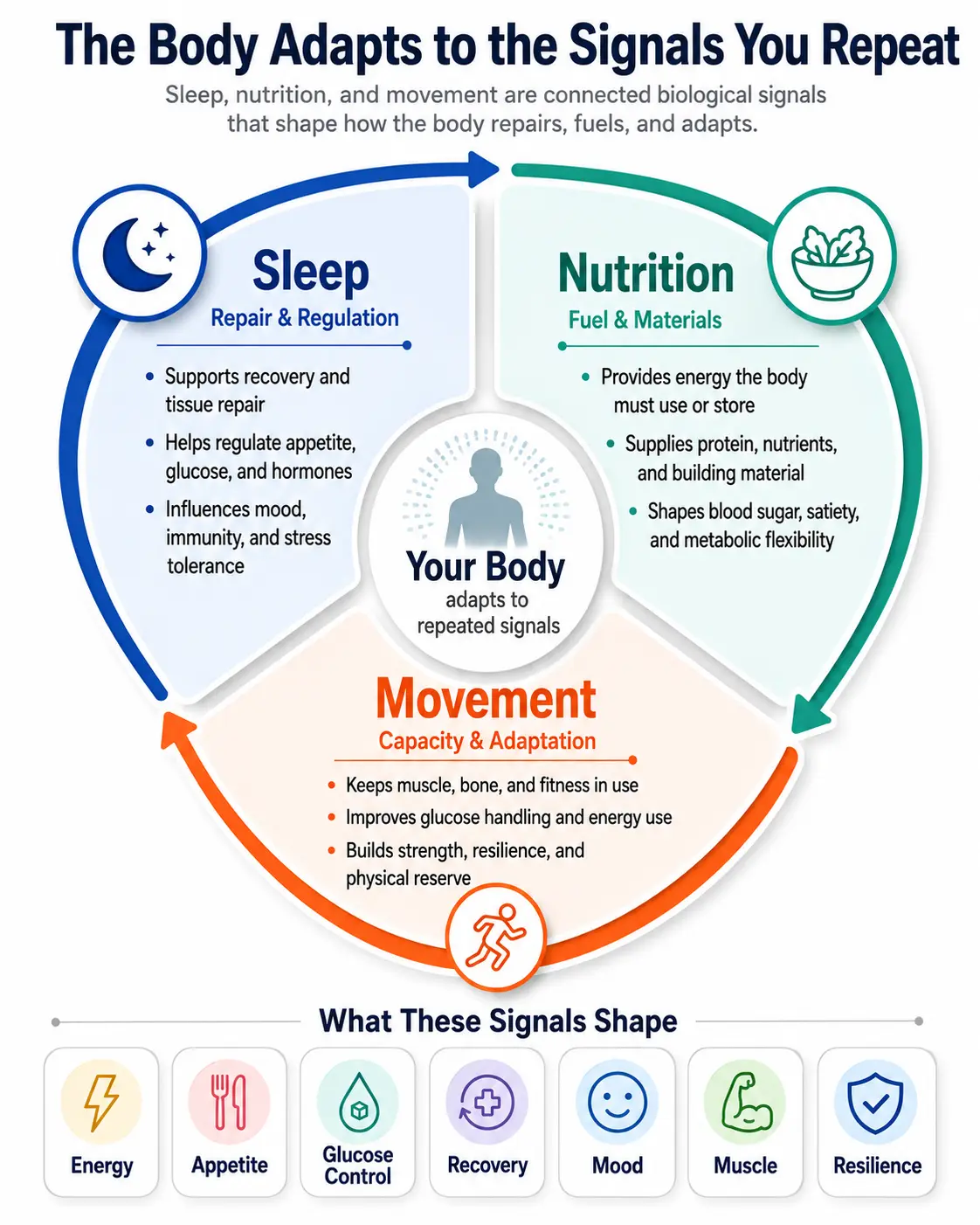 Infographic showing sleep, nutrition, and movement as connected biological signals that shape repair, metabolism, appetite, glucose control, recovery, mood, muscle, and resilience.