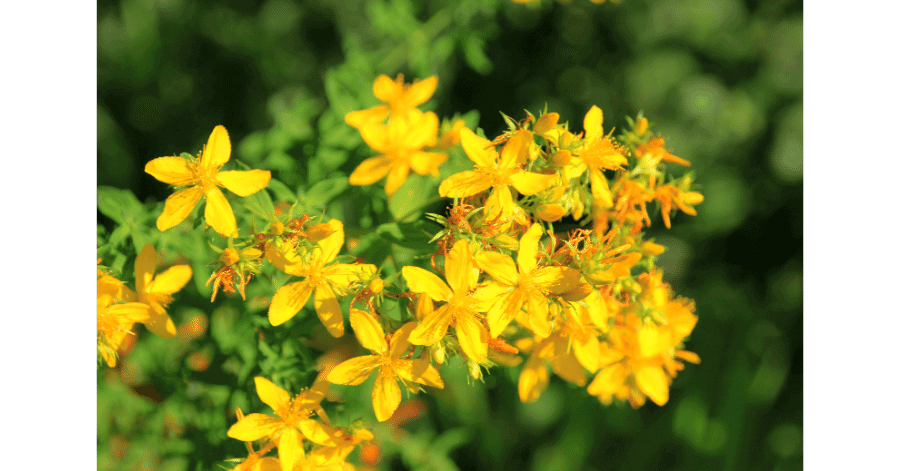 St Johns Wort serotonin