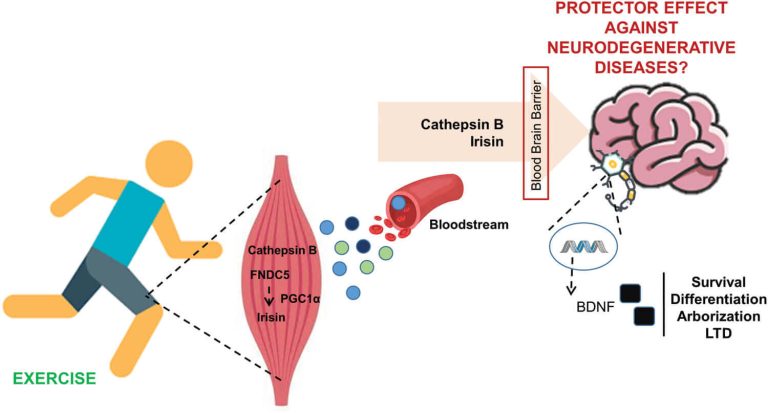 The effect of exercise on BDNF