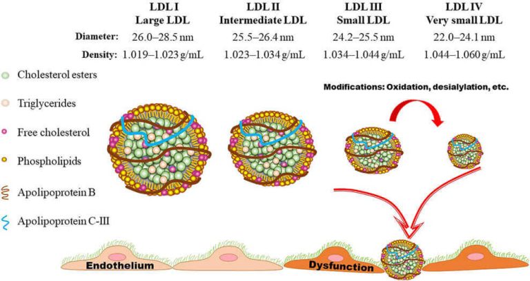 different types of LDL cholesterol