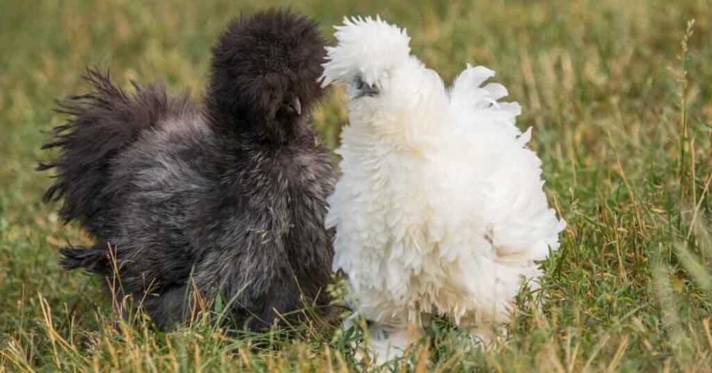 guide to Silkie Chickens Featured Image