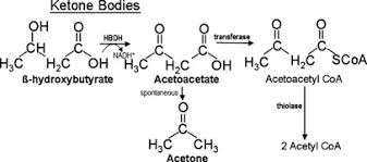BHB, AcAc, and Acetyl CoA ketone utilization pathway
