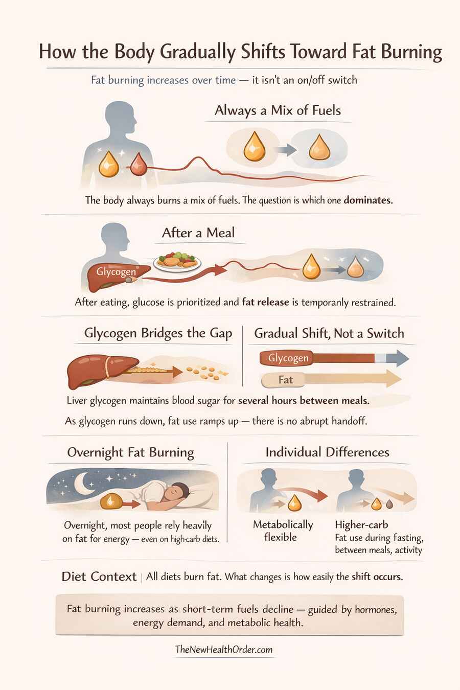 how the body gradually shifts toward fat burning