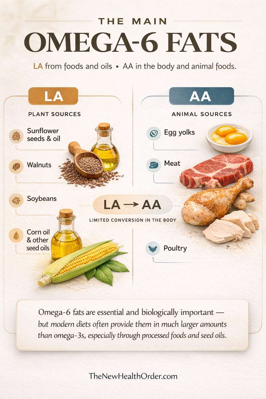 omega 6 infographic