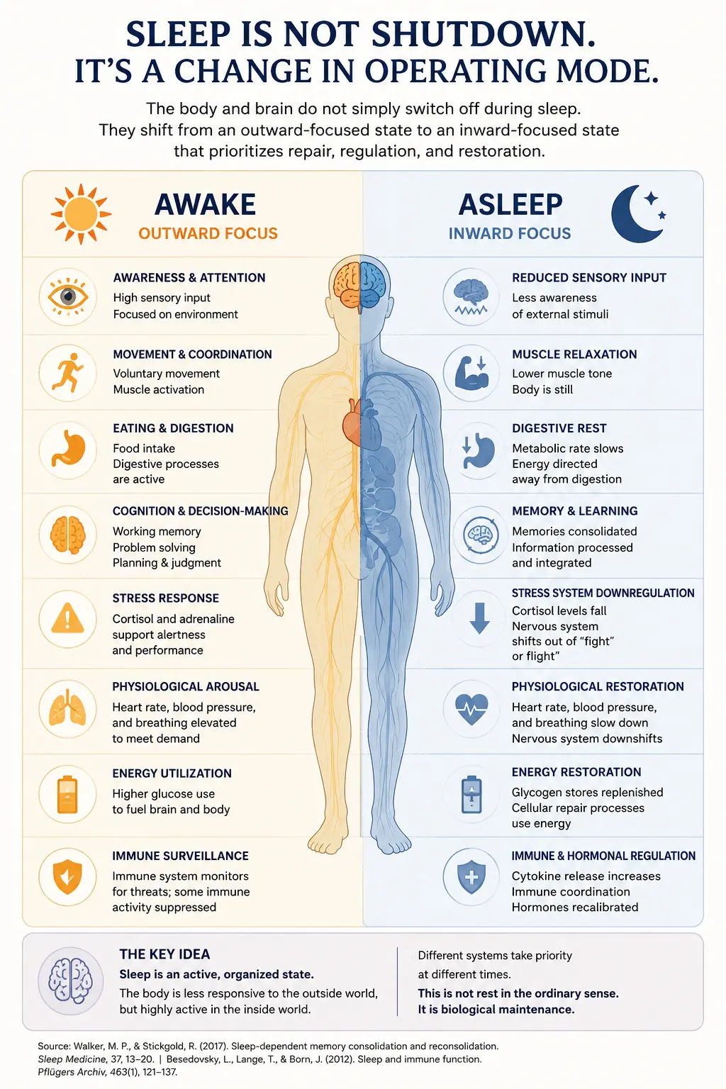 Infographic comparing the awake and asleep states, showing how the body shifts from outward focus, movement, digestion, and alertness to inward repair, memory processing, immune regulation, and recovery during sleep.