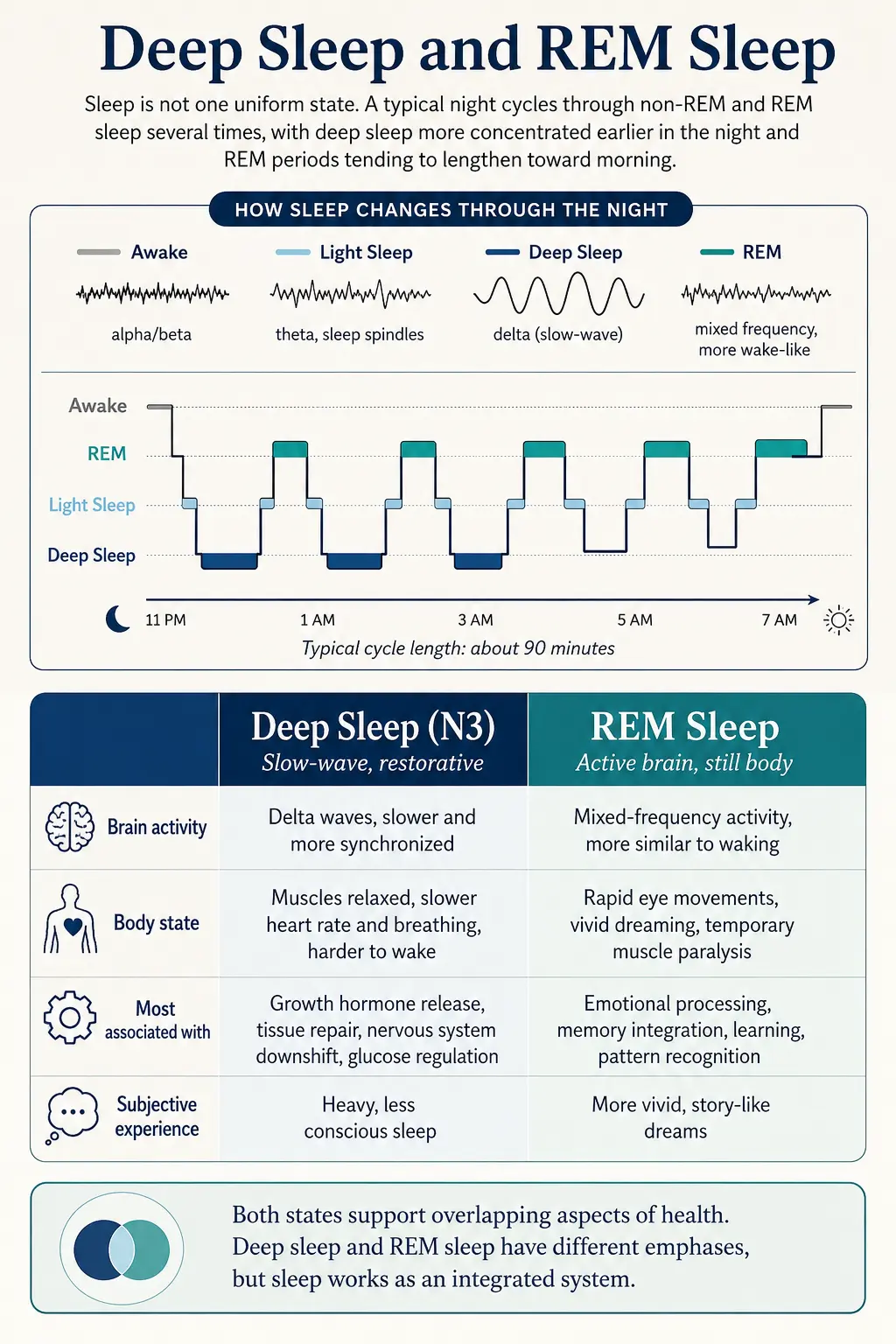 Infographic showing how sleep changes through the night, with repeated cycles between light sleep, deep sleep, and REM sleep, plus a comparison of deep sleep and REM sleep, including brain activity, body state, key functions, and subjective experience.