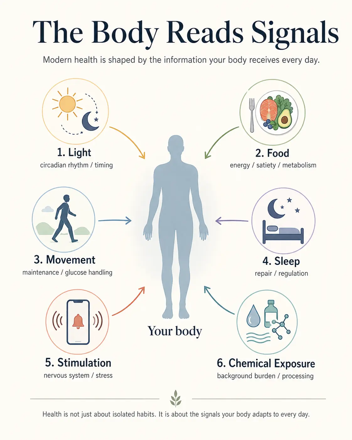 Infographic showing how the body receives signals from light, food, movement, sleep, stimulation, and chemical exposure.